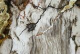 Gorgeous, Polished Petrified Wood Stand-up - Washington #164040-1